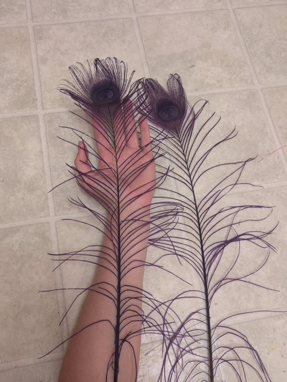 Set of 2 Dyed Purple Peacock Feathers – Great for Crafts, Costumes & Decor!